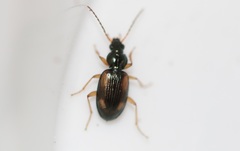 Bembidion tetracolum