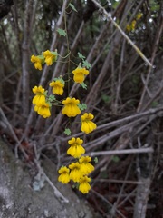Tropaeolum brachyceras