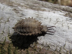 Libelloides macaronius