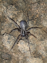 Xeropigo