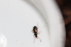 Bembidion tetracolum
