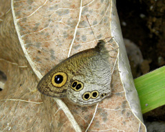 Ypthima aphnius