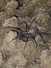 Xeropigo