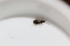 Bembidion tetracolum