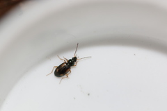 Bembidion tetracolum
