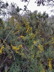 Tropaeolum brachyceras