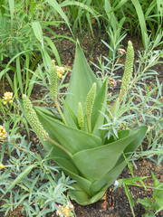 Ledebouria zebrina