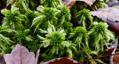 Sphagnum recurvum