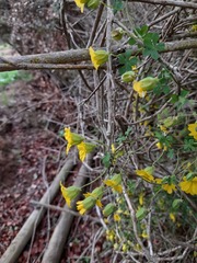 Tropaeolum brachyceras
