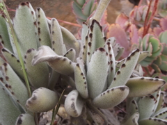 Kalanchoe tomentosa