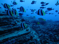 Heniochus diphreutes