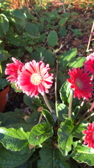 Gerbera jamesonii
