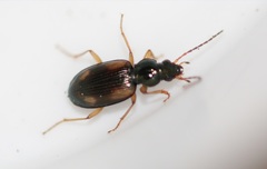 Bembidion tetracolum