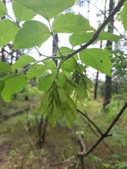 Acer negundo