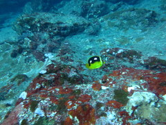 Chaetodon quadrimaculatus