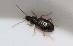 Bembidion tetracolum