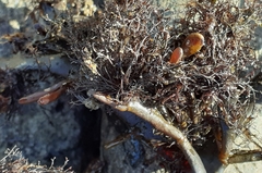 Vertebrata lanosa