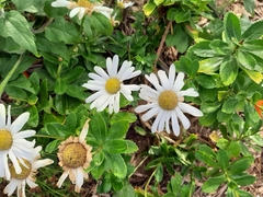 Leucanthemum × superbum