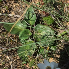 Pelargonium asarifolium