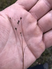 Juncus tenageia