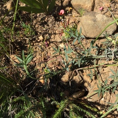 Indigofera complanata