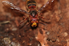 Vespa crabro
