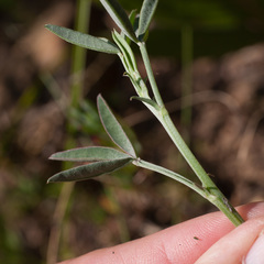 Indigofera complanata