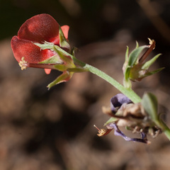 Indigofera complanata