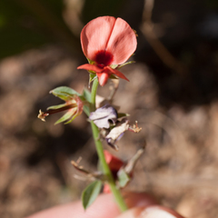 Indigofera complanata