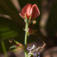 Indigofera complanata