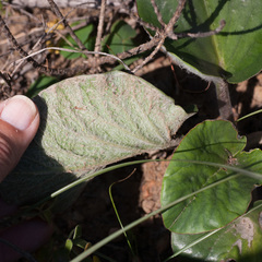 Pelargonium asarifolium