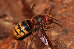 Vespa crabro