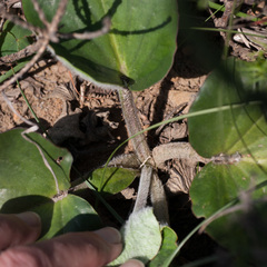 Pelargonium asarifolium