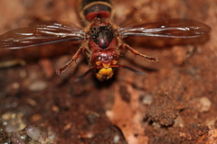 Vespa crabro