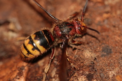 Vespa crabro