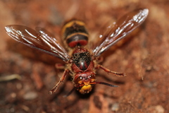 Vespa crabro