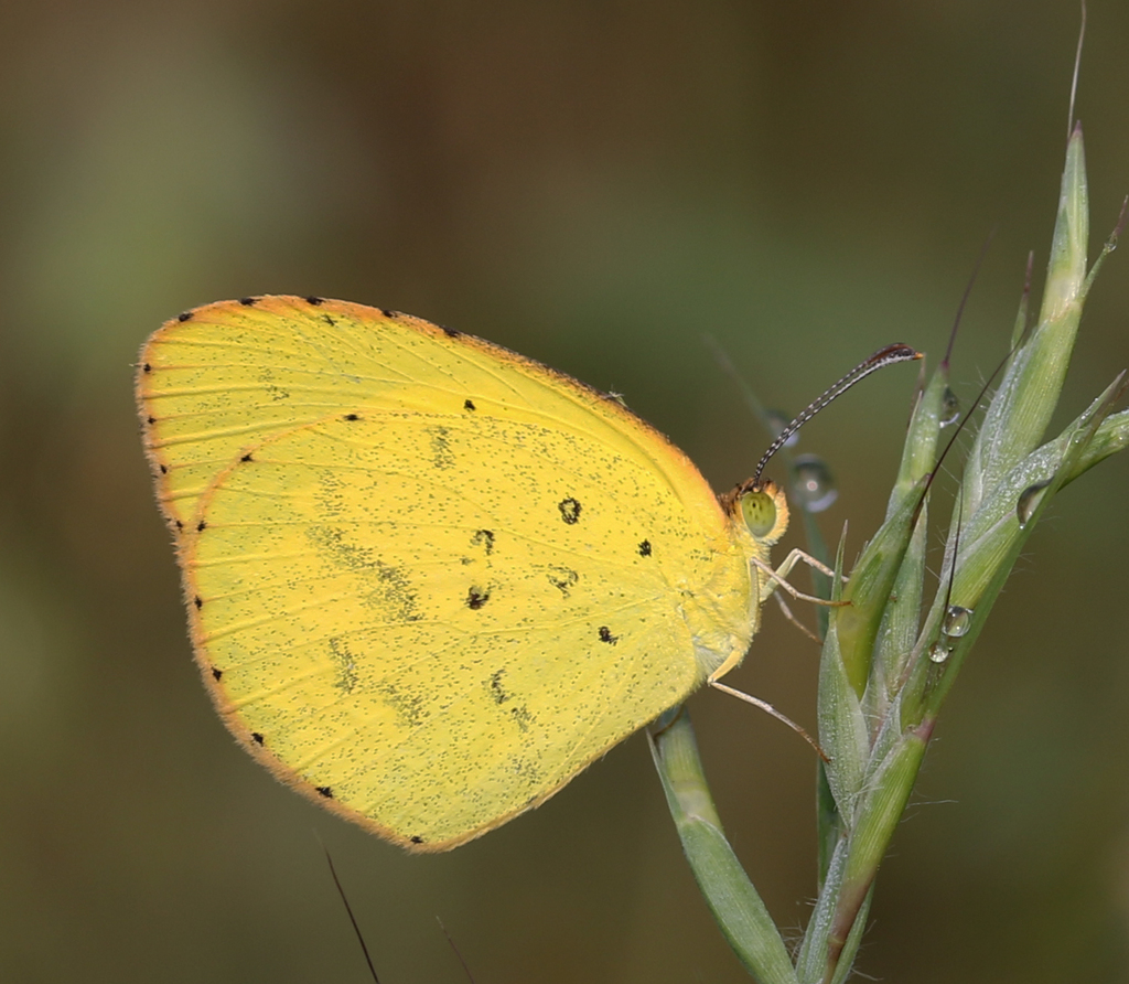 No-brand Grass-yellow