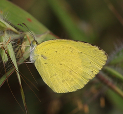 Eurema brigitta rubella