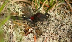 Leucorrhinia glacialis