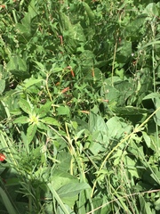 Euphorbia cuphosperma