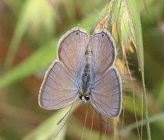 Euchrysops cnejus cnejus