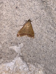 Pyrausta pseudonythesalis