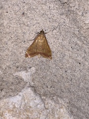 Pyrausta pseudonythesalis