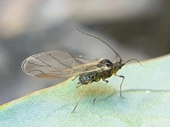 Myzus persicae