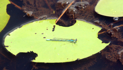 Paracercion v-nigrum