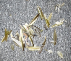 Serinus