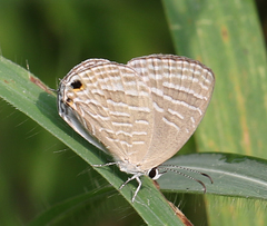 Jamides celeno celeno