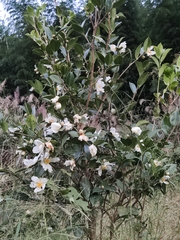 Camellia oleifera