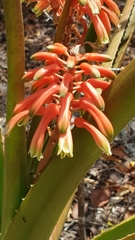 Aloe occidentalis