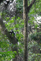 Colobus guereza matschiei